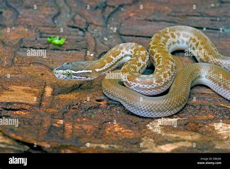 屋蛇|非洲家蛇( Lamprophis fuliginosus)